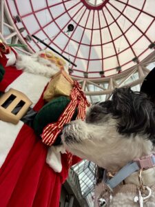 チップデカサンタ