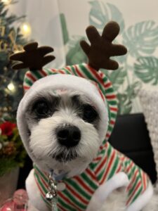 チップトナカイ2025