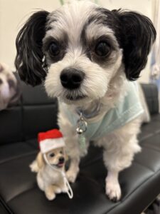 ミニショコサンタ